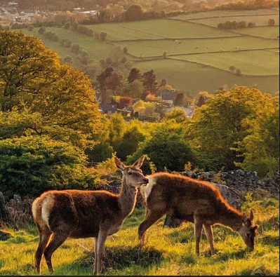 Red Deer Golden Hour Peak District Card