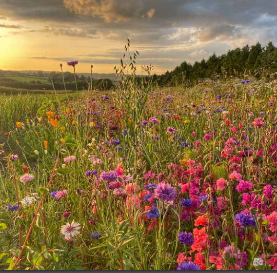 Kaleidescope of Wild Flowers